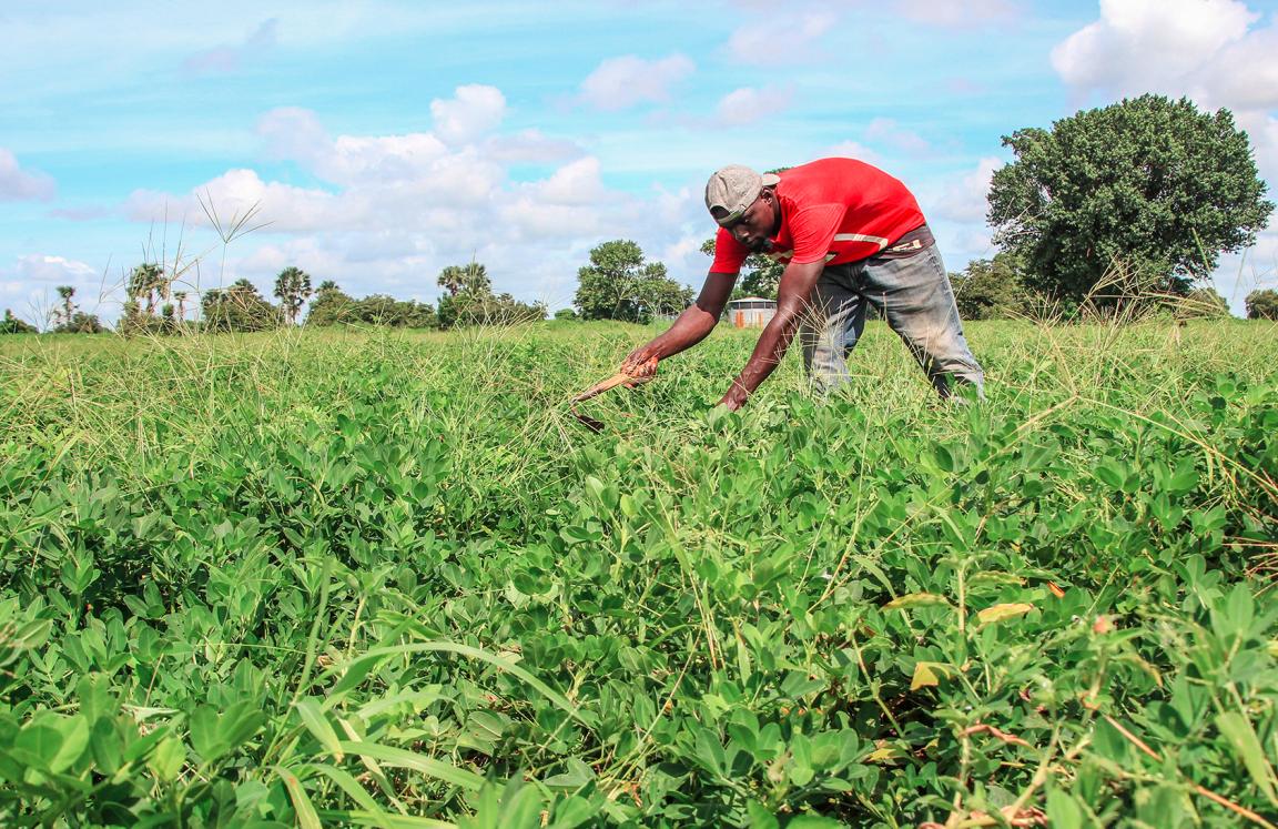 Agriculture