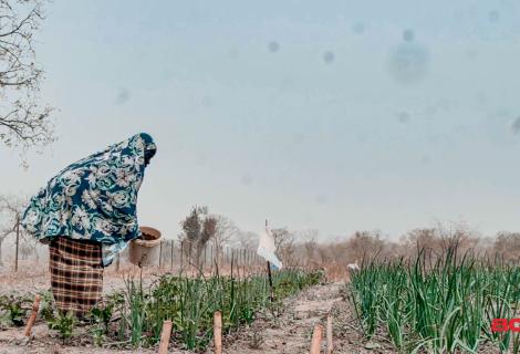 /publications/2026/i-never-imagined-harvesting-10-bags-onions-kanku-fatty