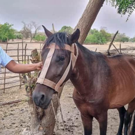 Picture of Awe Jallow and the Horse she bought the proceeds of her sales