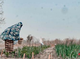 /publications/2026/i-never-imagined-harvesting-10-bags-onions-kanku-fatty